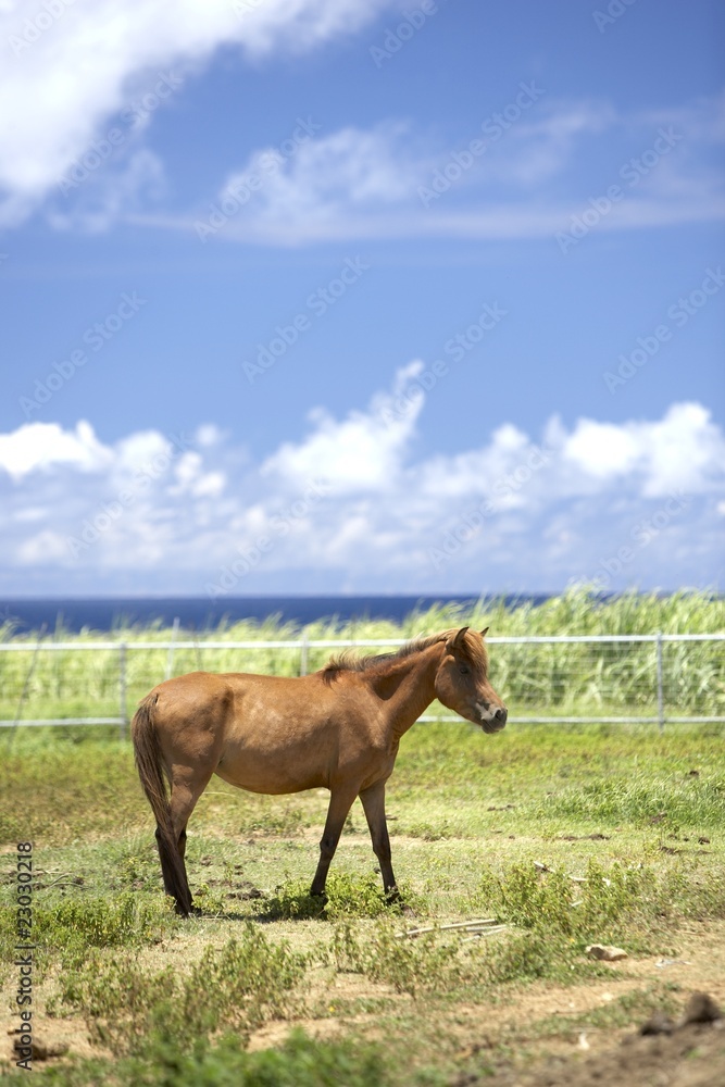 Fototapeta premium 宮古島の馬