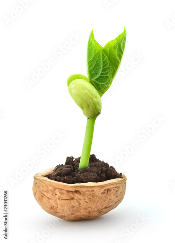 Small plant in a nutshell