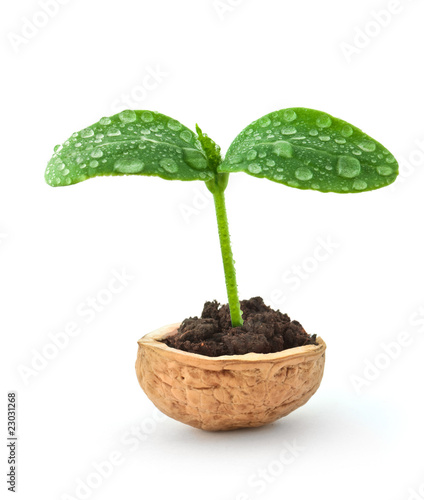Small plant in a nutshell