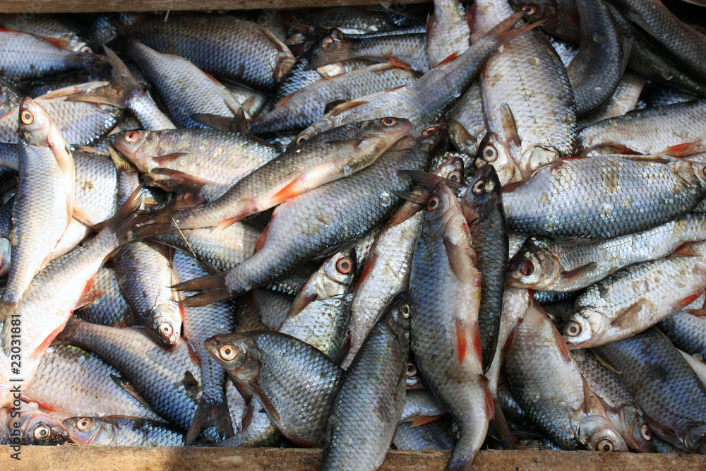 Fish Fish