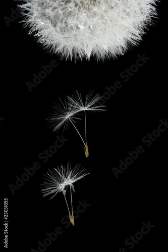 Flying seeds of blossoming dandelion  isolated on black