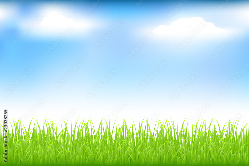 Fototapeta premium Green Grass And Blue Sky