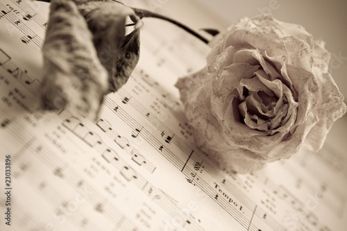 сухая роза и ноты