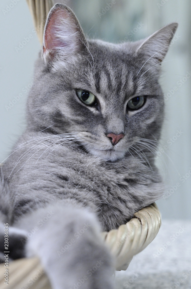 Chat Gris Aux Yeux Verts Stock Photo Adobe Stock