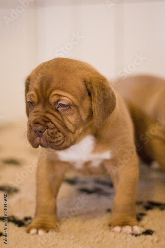 puppy dogue de bordeaux mastiff © minik