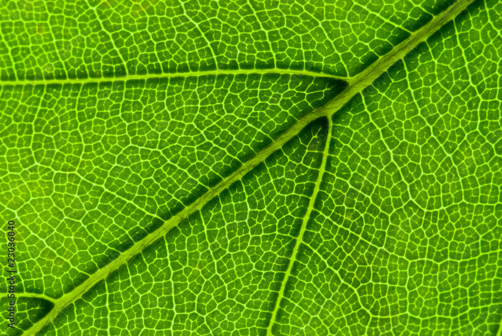 Leaf vein structure Leaf vein structure