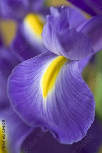 Fototapeta Naklejka Na Ścianę i Meble -  Purple Iris