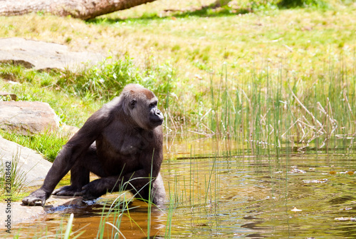 Photography Female gorilla