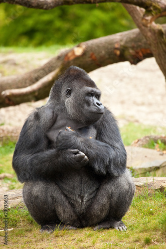 Gorilla man closing his eyes © Simone van den Berg
