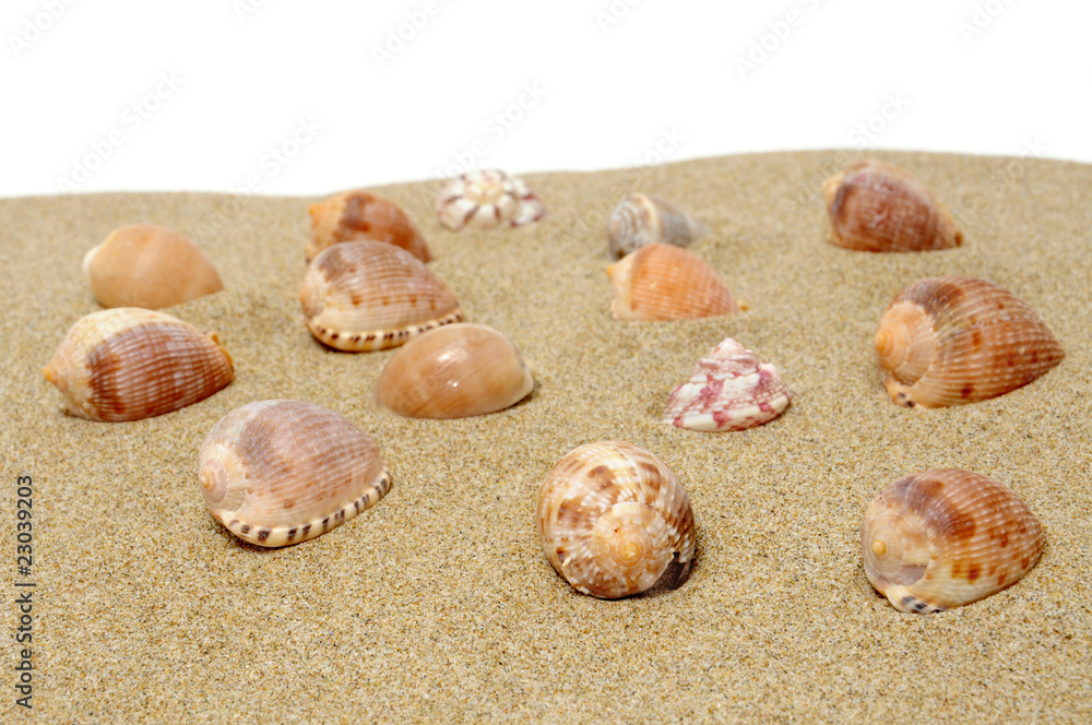 seashells seashells