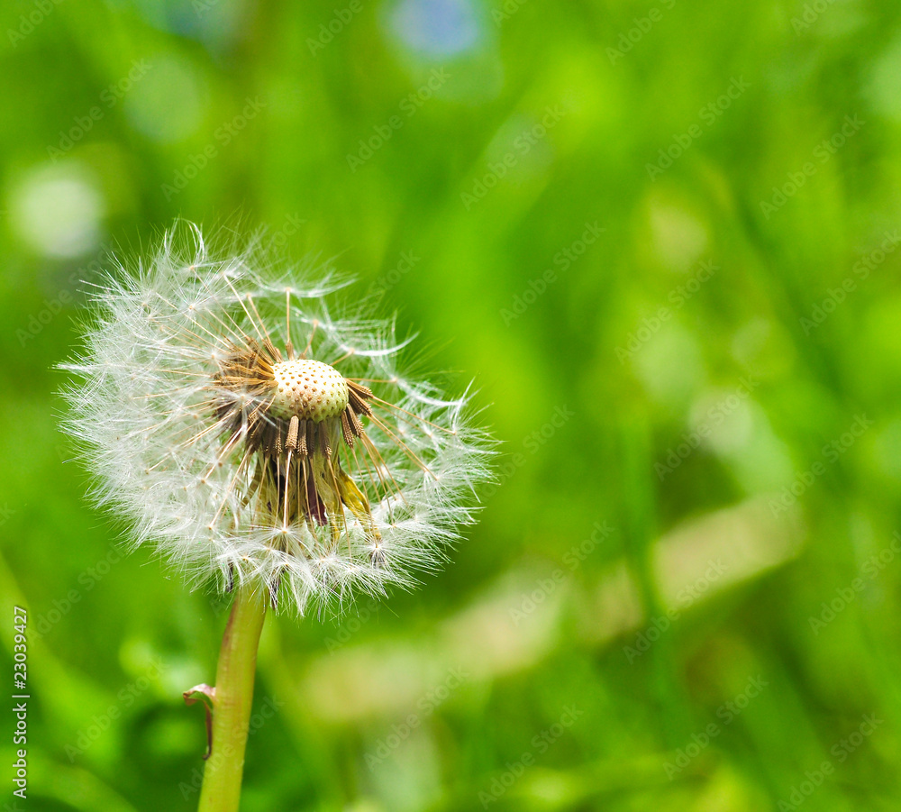 Fototapeta premium Schönheit ist vergänglich