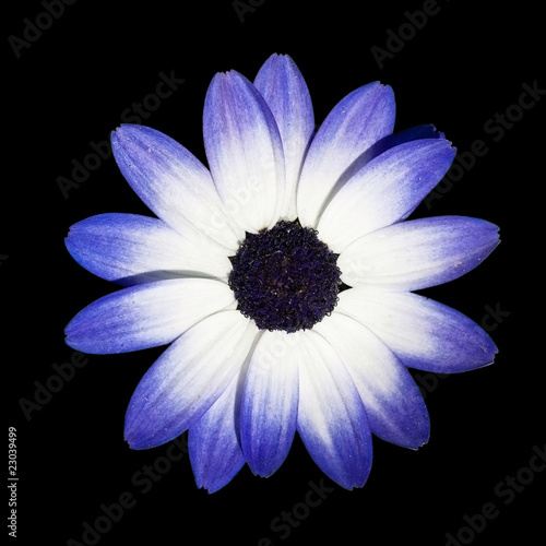 Osteospermum - Blue and White Daisy Flower Head