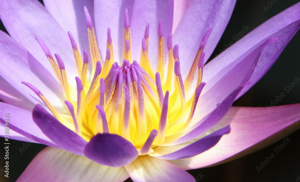 stamen stamen