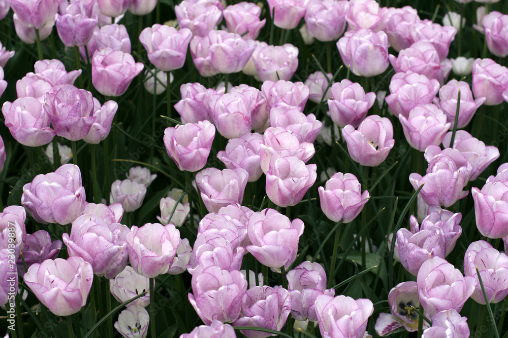 Fototapeta premium Tulips