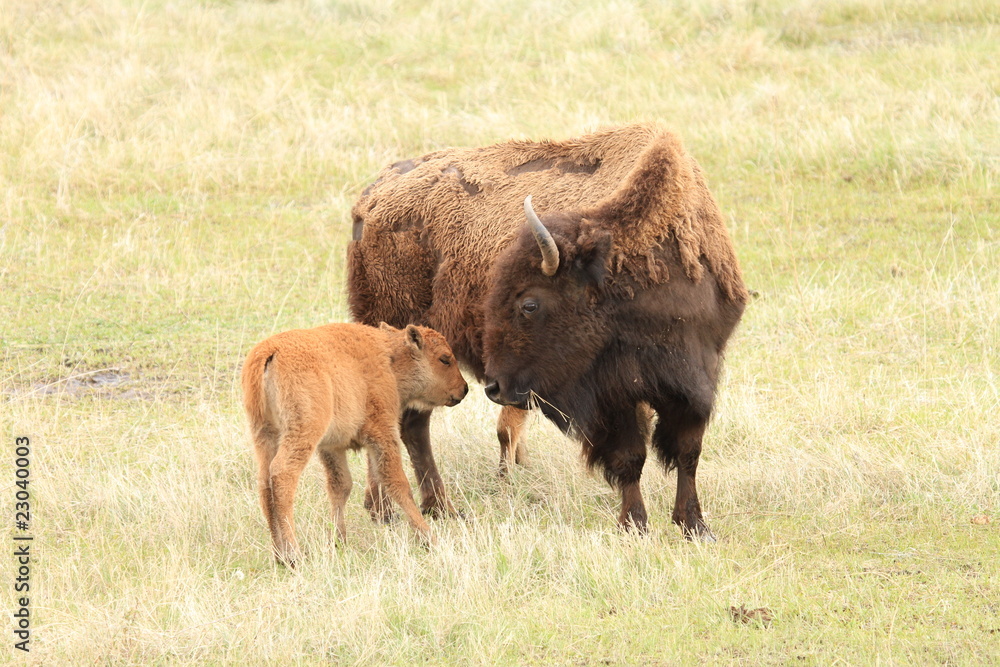 Healthy American Buffalo mother and calf