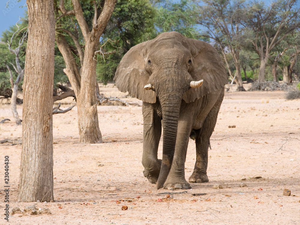 Fototapeta premium Elephant charging forward