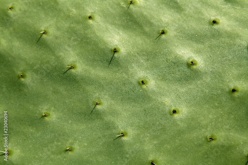 prickly pear cactus nopal detail  Mediterranean area photo