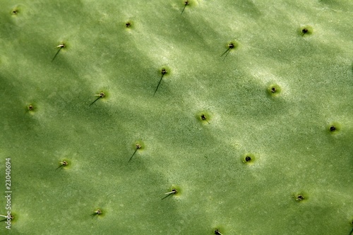 prickly pear cactus nopal detail  Mediterranean area
