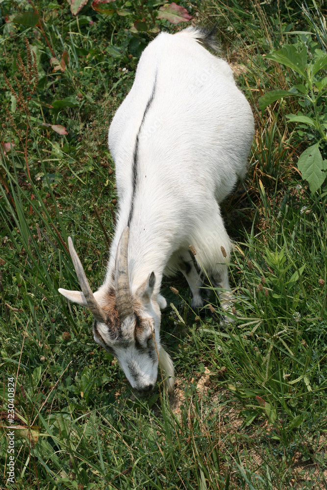 Goat Goat