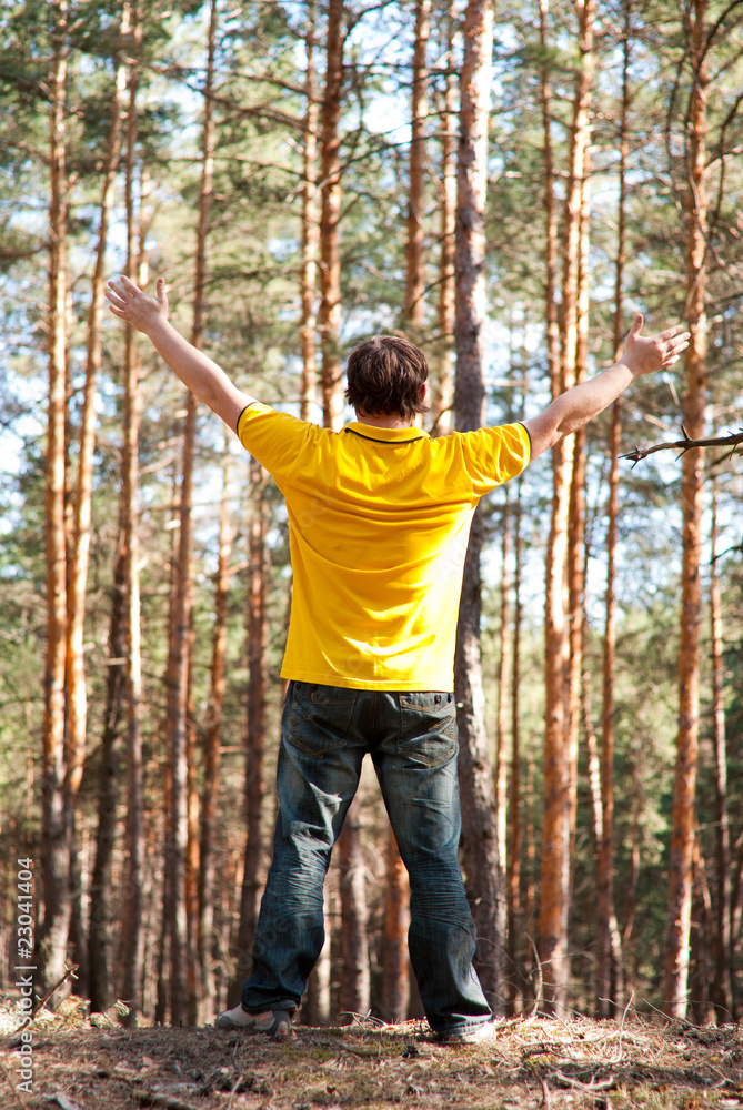 man in the pine forest man in the pine forest