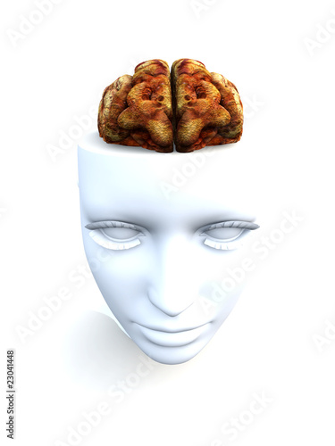 Photos Open Top Anatomical Head