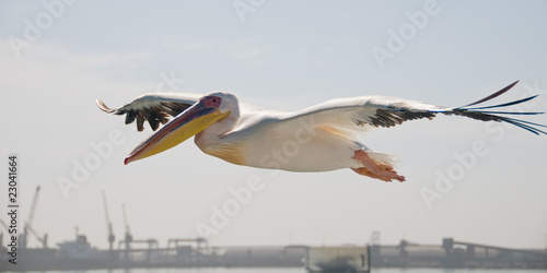 Pelican in flight over harbour photo