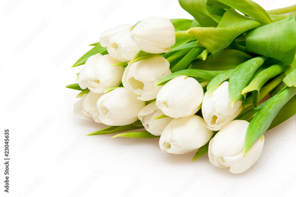 tulips tulips