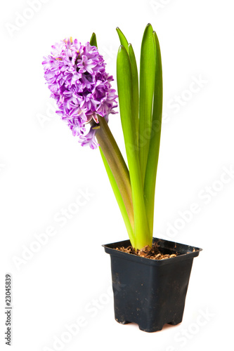 hyacinth