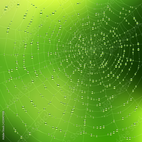 Spider web with dew drops. Vector.