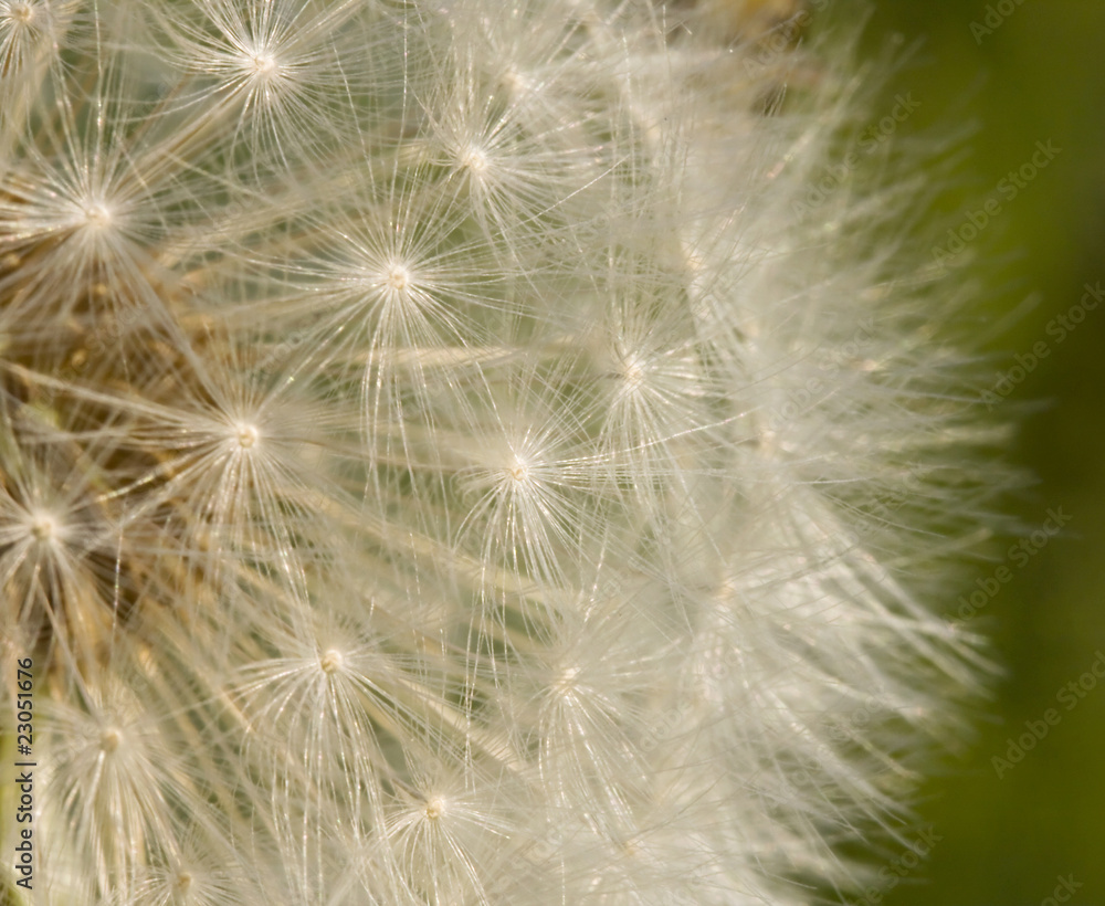 Dandelion Seed Background Dandelion Seed Background