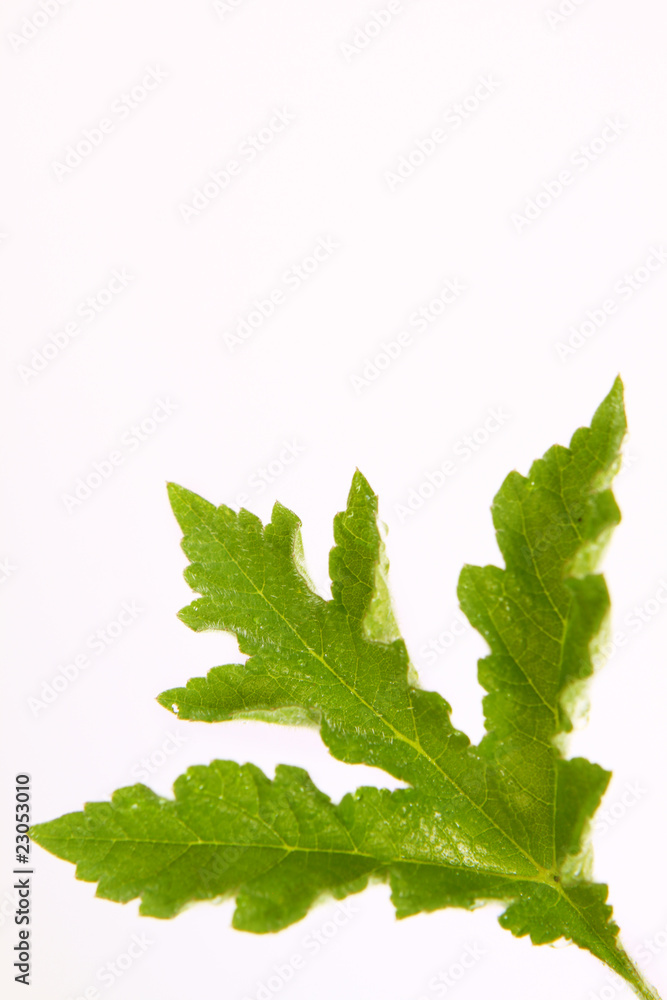 grüner blatt grüner blatt
