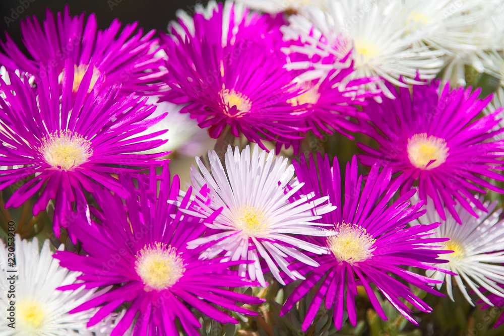 primavera 2 primavera 2