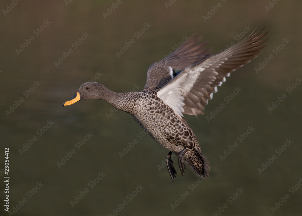 Yellow-billed duck Yellow-billed duck
