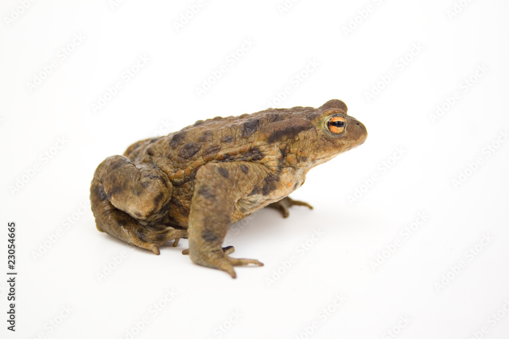Erdkröte Erdkröte