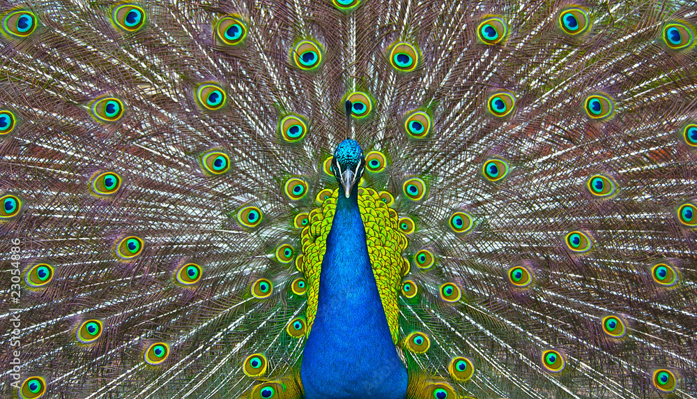 Obraz premium Paon bleu et vert