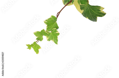 tree leaf isolated on the white  background.