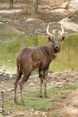 sitatunga