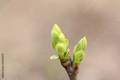 clove bud