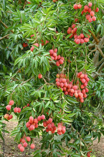lychees