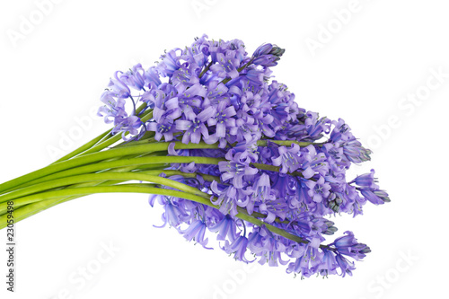 Bluebell bouquet