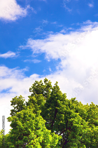 blue sky and tree