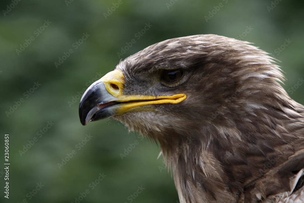 Steppenadler Steppenadler