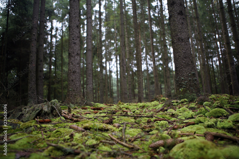 Bohemian forest in the autumn Bohemian forest in the autumn