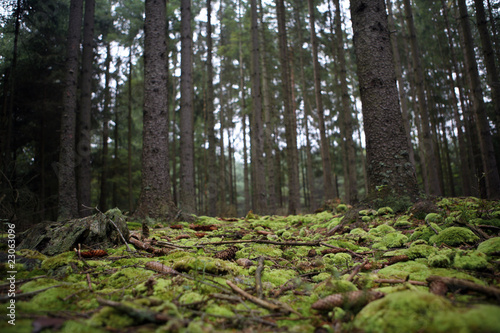 Obraz na plátne Bohemian forest in the autumn