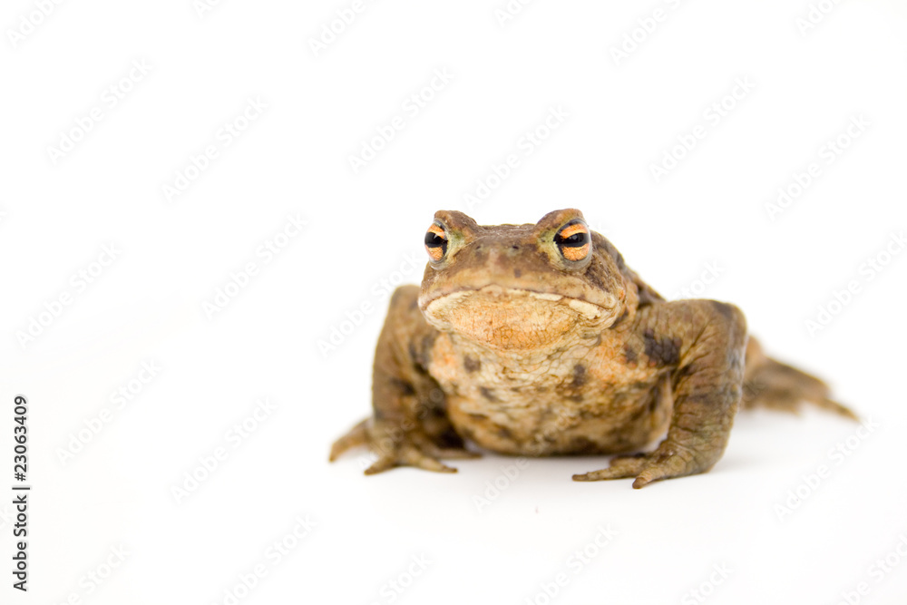 Erdkröte Erdkröte