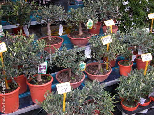 Olive trees on a market stall in Nice photo