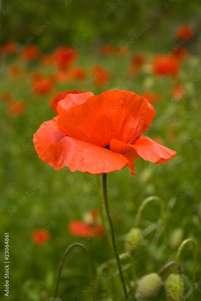 Naklejka premium Mohnblume