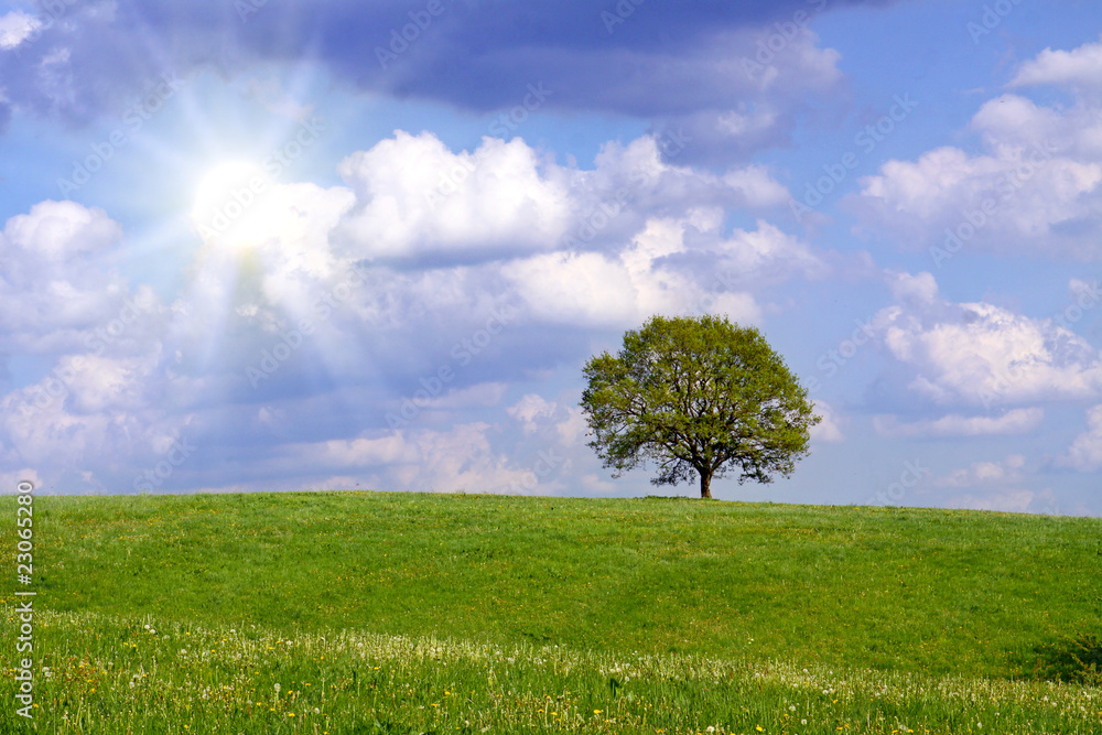 Obraz premium der baum ,landschaft