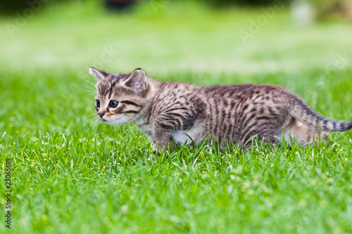little kitten playing on the grass © Kavita