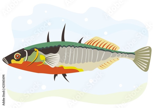 fish three spine stickleback